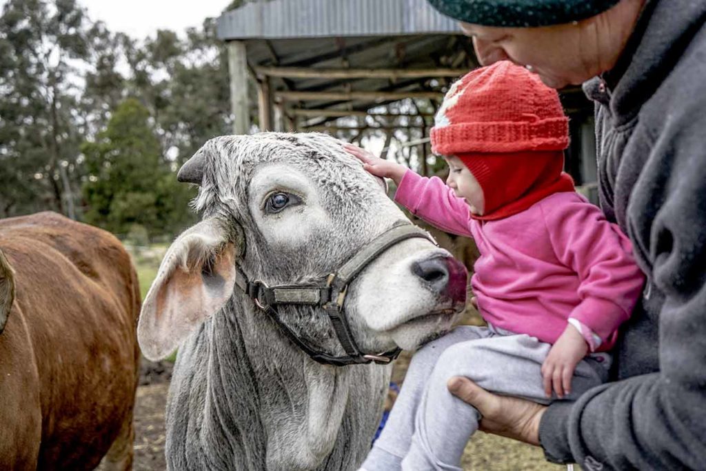 CareForCowsKrishnaValley