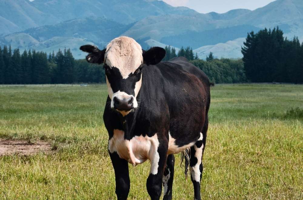 MilkDayCrueltyFreeMilk